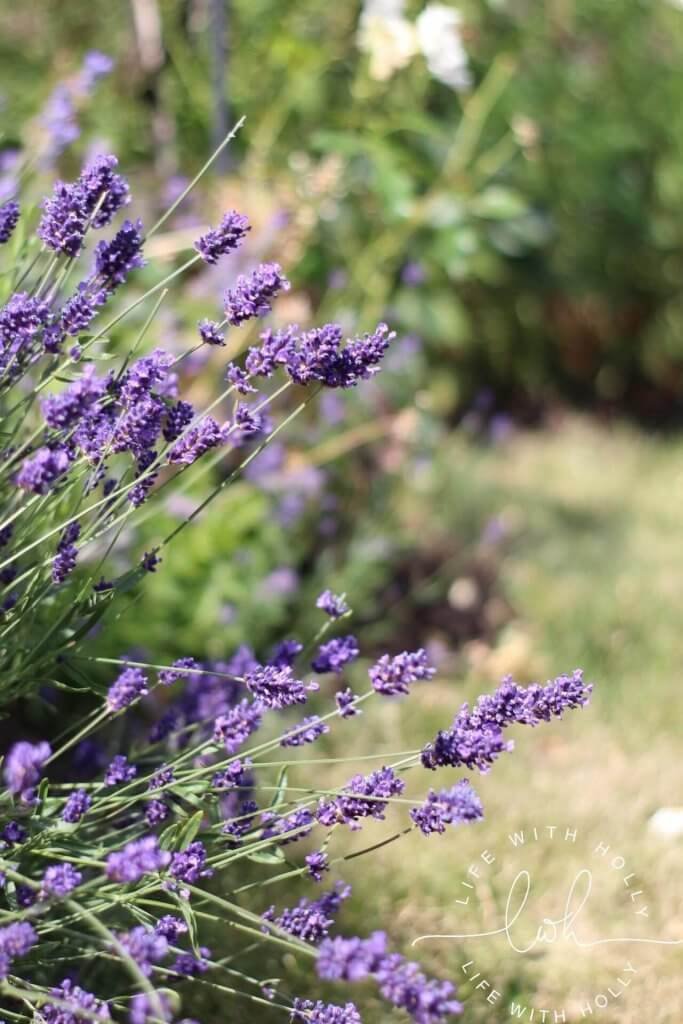 Cutting Patch - Lavender - North Facing Cottage Garden - My Garden in June - Life with Holly (11)