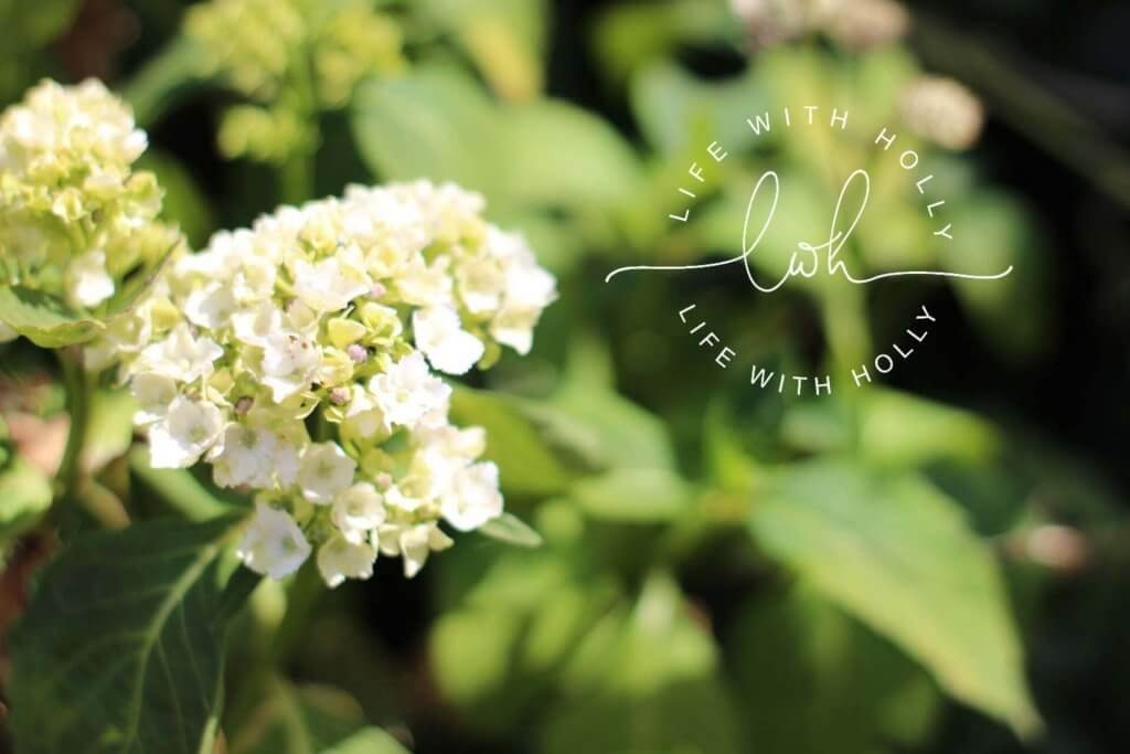 White hydrangea - North Facing Cottage Garden - My Garden in June - Life with Holly (11)
