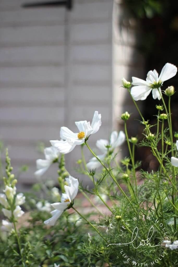 Cutting Patch - Cosmos - North Facing Cottage Garden - My Garden in June - Life with Holly (11)
