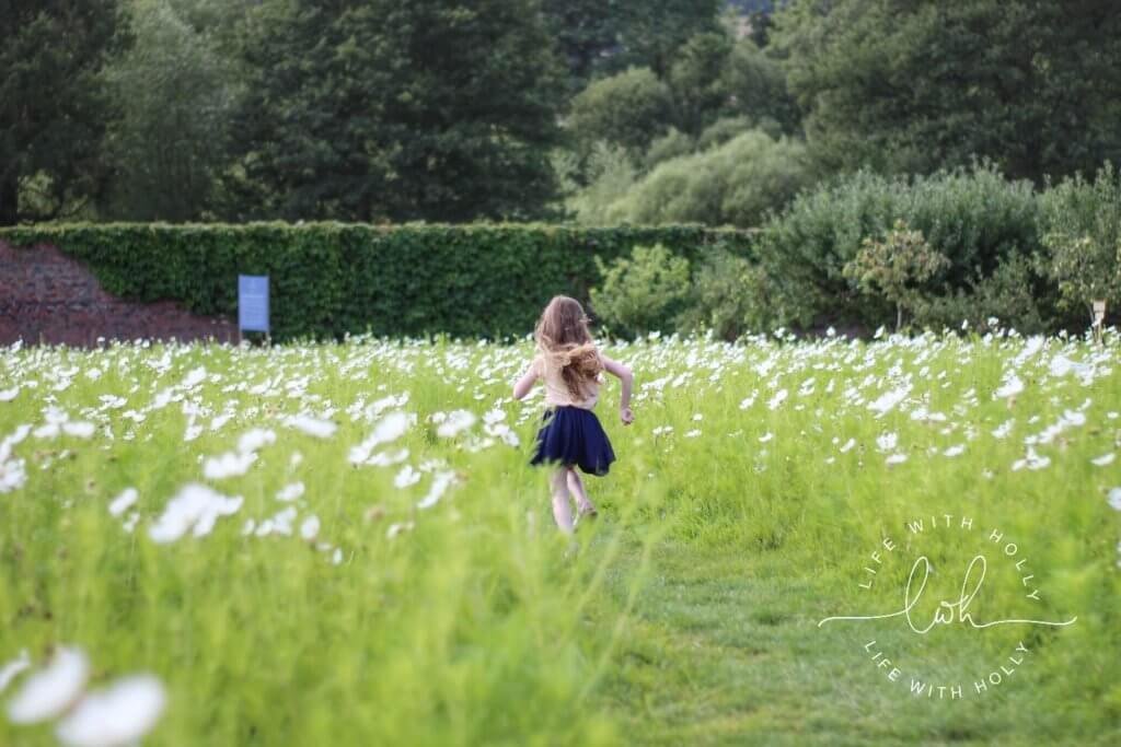 White Cosmos Field - Harewood House - Seeds of Hope Exhibition - Life with Holly Blog