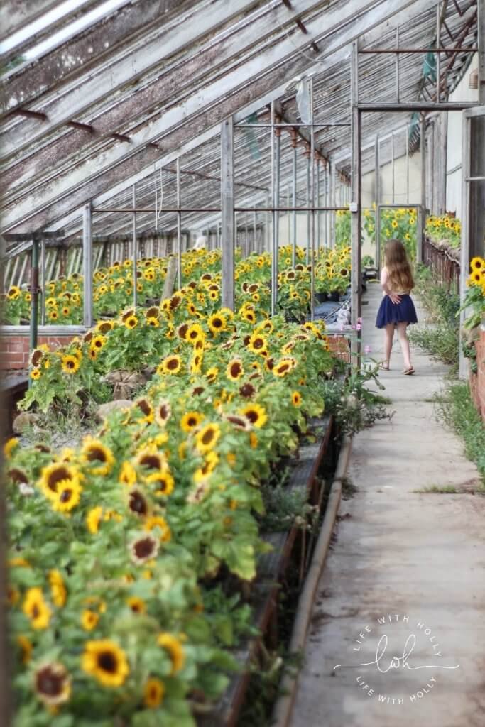 Sunflowers in Victorian Conservatory - Harewood House - Seeds of Hope Exhibition - Life with Holly Blog