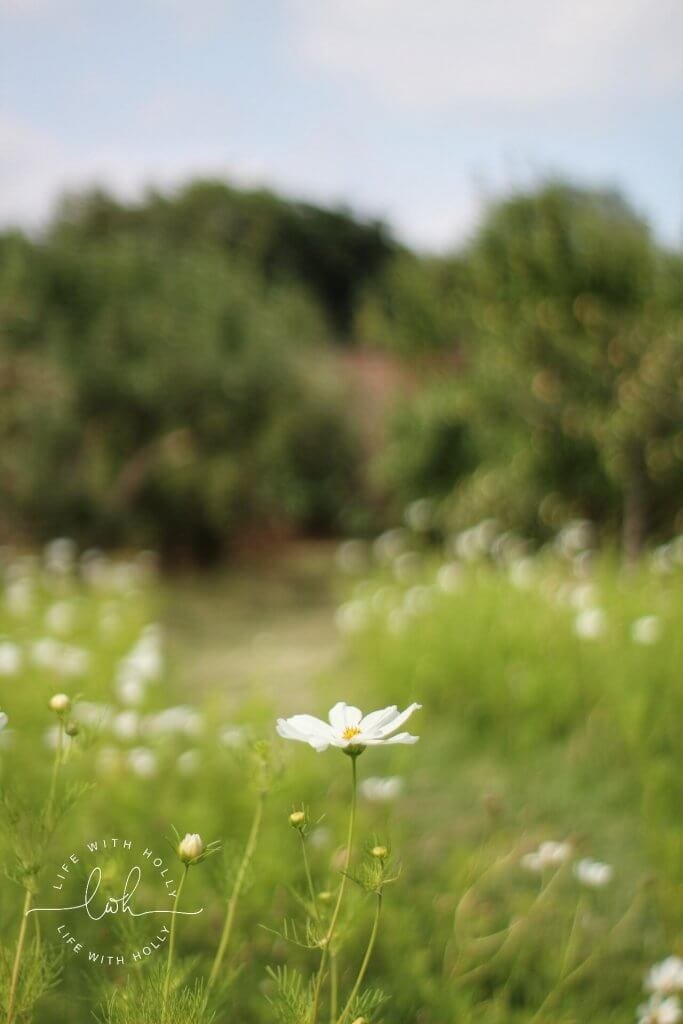 White Cosmos - Harewood House - Seeds of Hope Exhibition - Life with Holly Blog