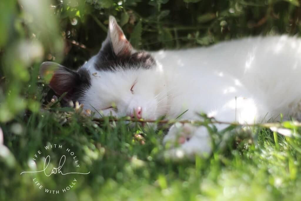 White Cat Asleep in Garden - Life with Holly Blog