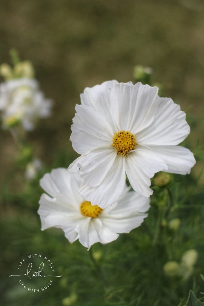 White Cosmos - Life with Holly Blog