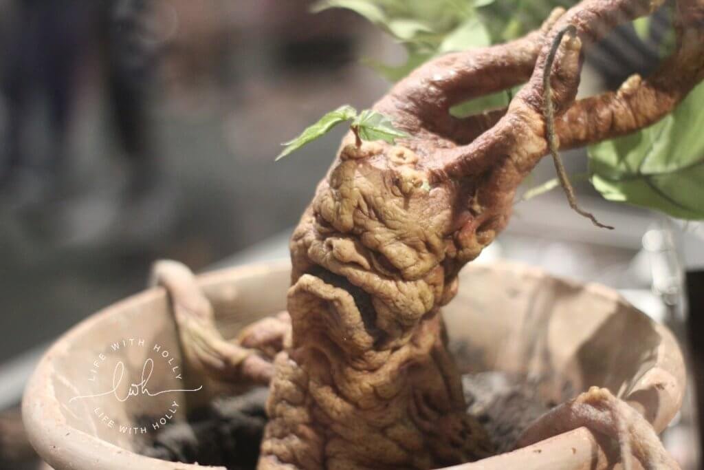 Mandrake Harry-Potter-Studios-Tours-Tips-and-Advice-for-Getting-the-Most-Out-of-Your-Trip-by-Life-with-Holly