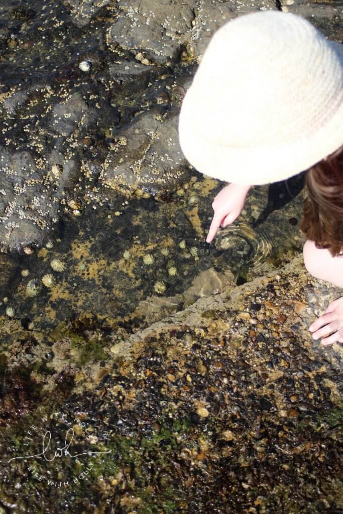 Filey Brigg rockpooling day trip 