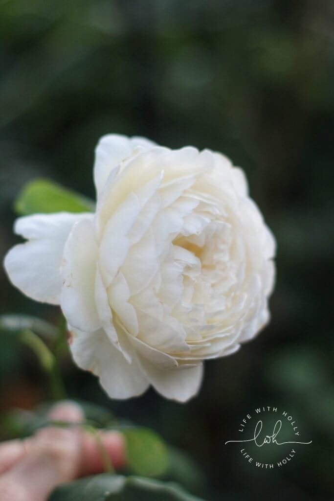 Claire Austin Rose by Life with Holly My Garden in August