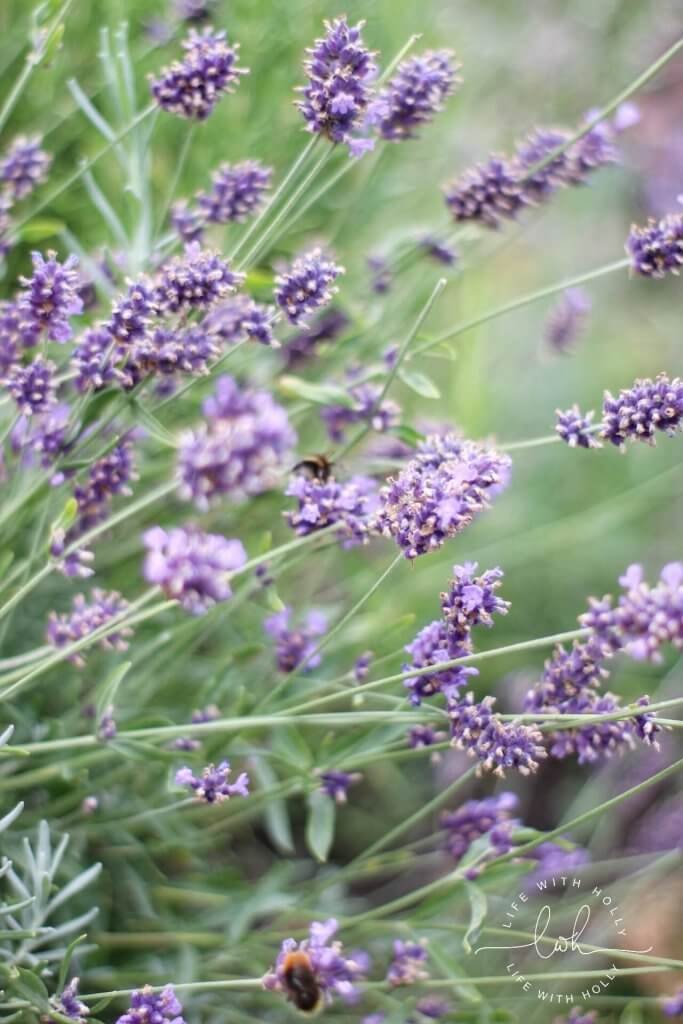 Lavender by Life with Holly My Garden in August