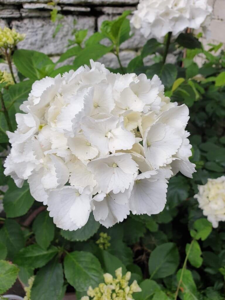 White Hydrangea by Life with Holly My Garden in August