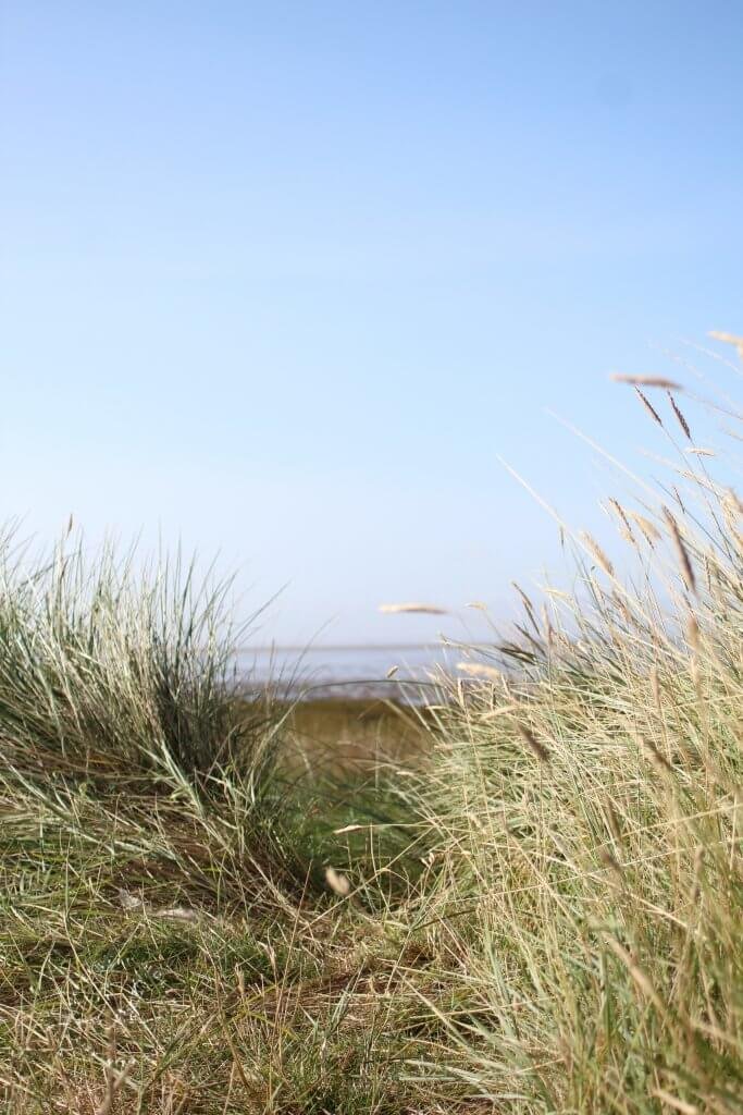 Grasses on Sand Dunes Spurn Lighthouse at Spurn Point by Life with Holly