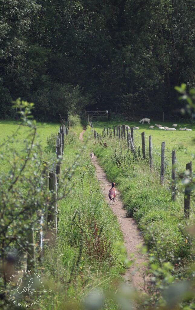 Pheasant on Country Path - Short Break to Silverdale