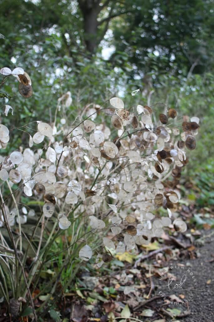 Honesty seed heads growing wild - Autumnal Foraging Tips by Life with Holly
