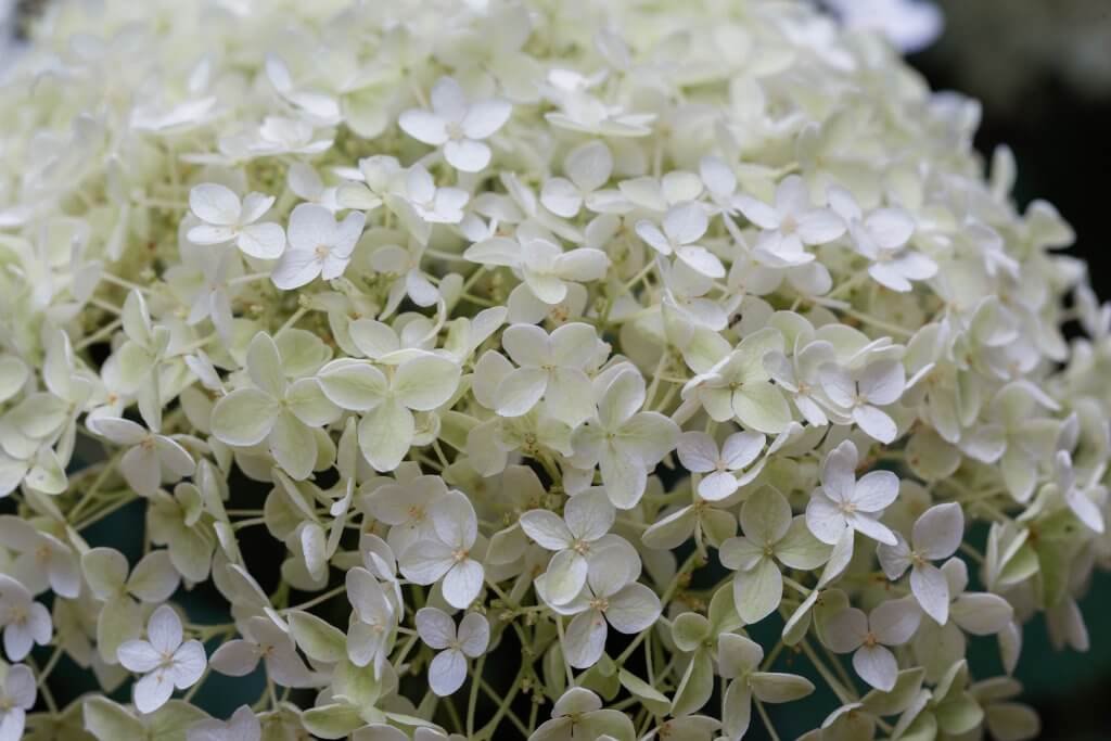 Hydrangea Annabelle from a blog post about how to make a white garden by Life with Holly