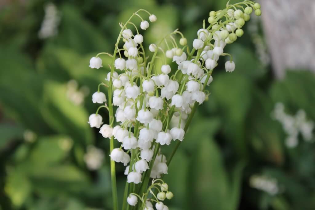 Lily of the Valley - Image from a How to make a White Garden Post by Life with Holly