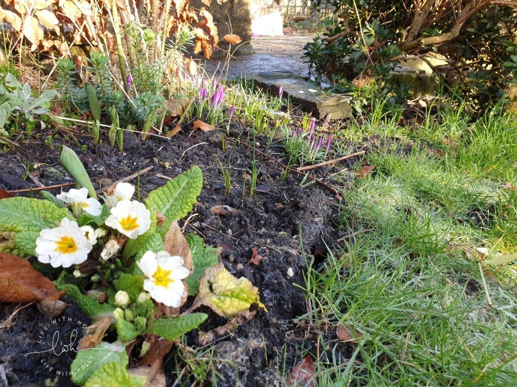 Primrose and Crocus North-East-Facing-Garden-New-Flower-Bed-Plants-for-Shade-by-Life-with-Holly