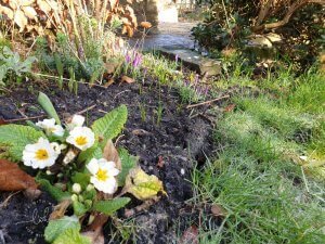 Primrose and Crocus North-East-Facing-Garden-New-Flower-Bed-Plants-for-Shade-by-Life-with-Holly