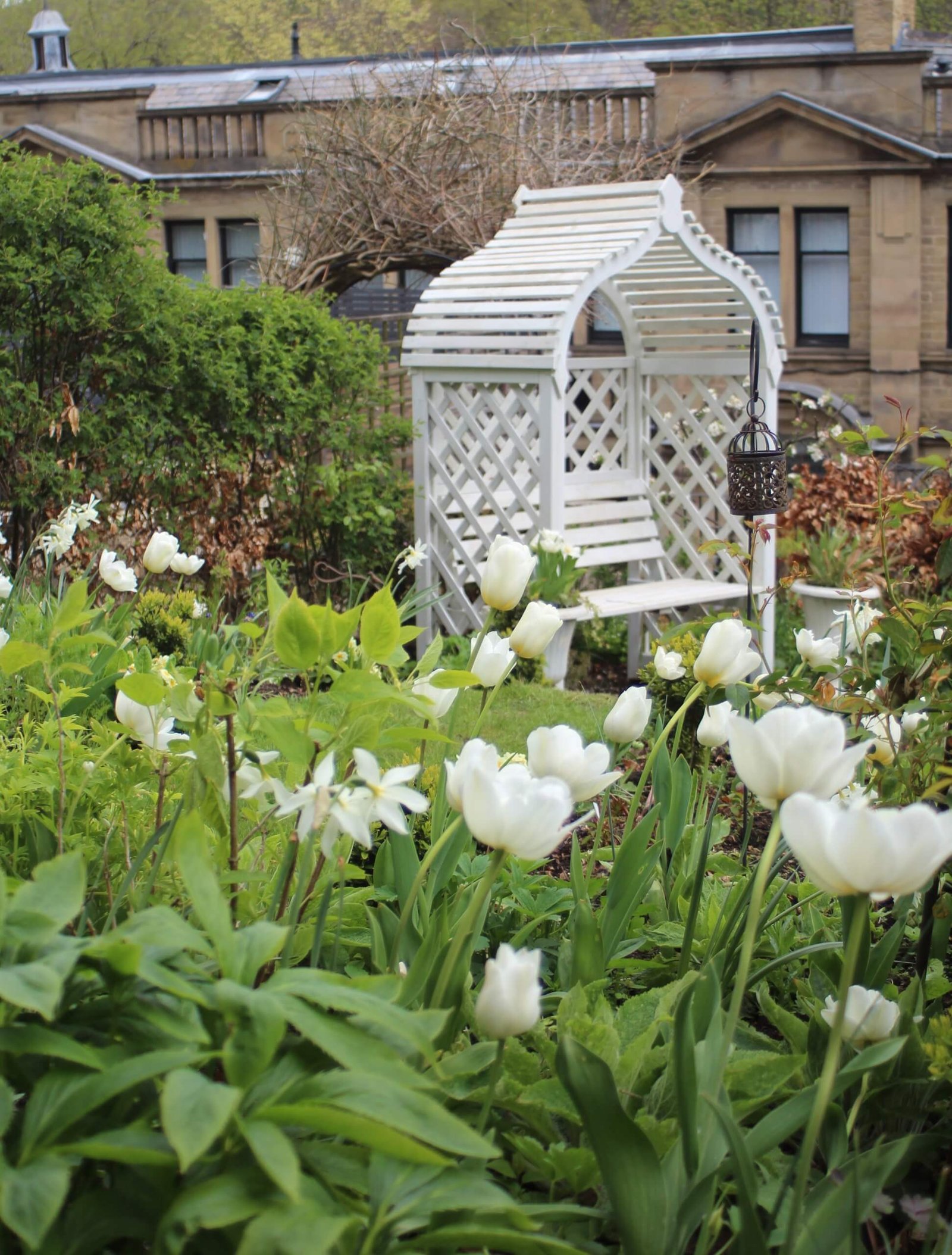 White tulips and daffodils and white arbour in a cottage garden setting - Life with Holly