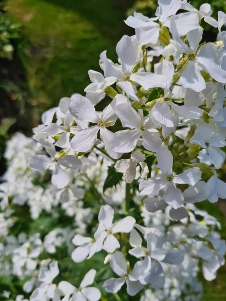 Close up of white Honesty flowers
