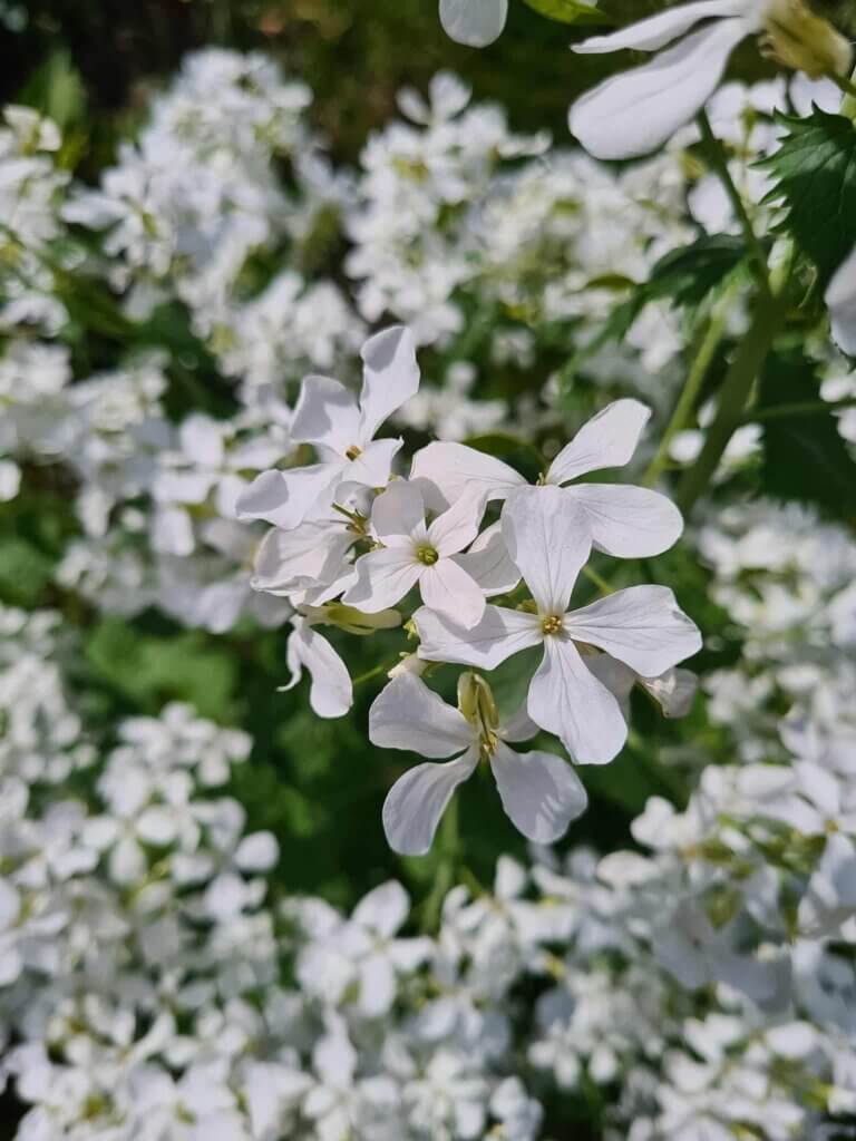 Close up of white Honesty flowers