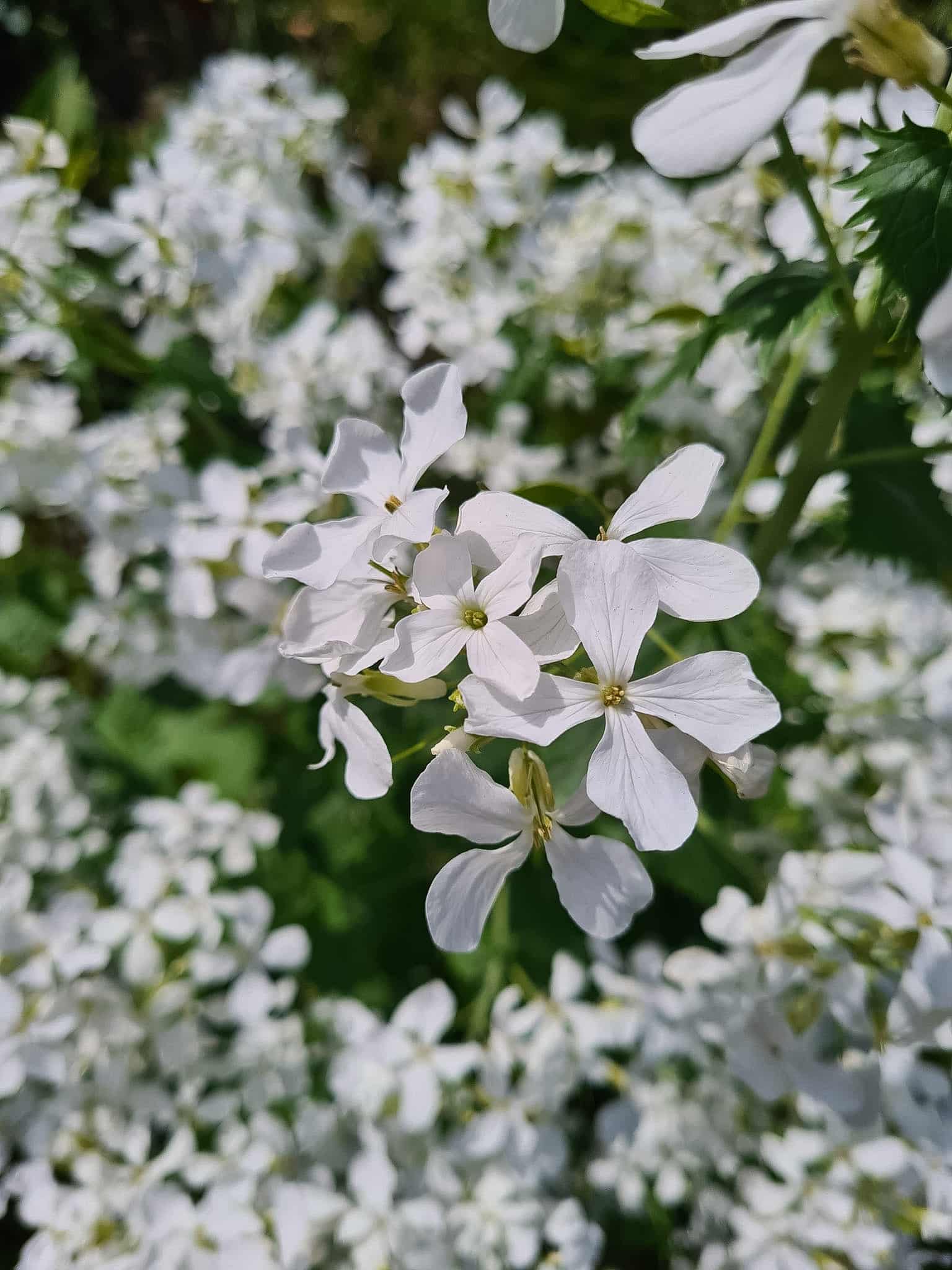 Close up of white Honesty flowers